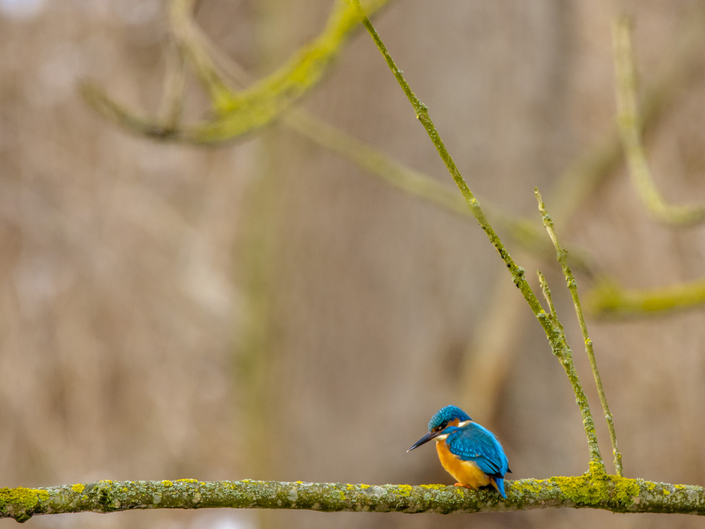 Kingfisher