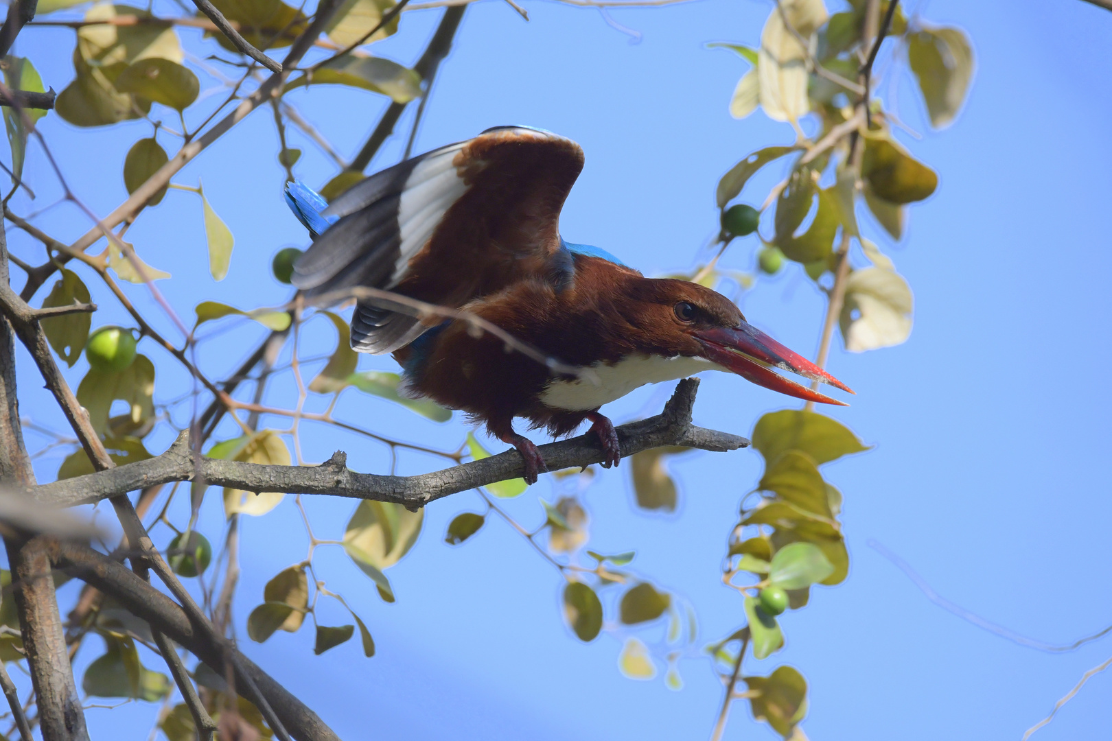 Kingfisher