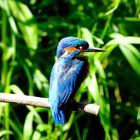 Kingfisher