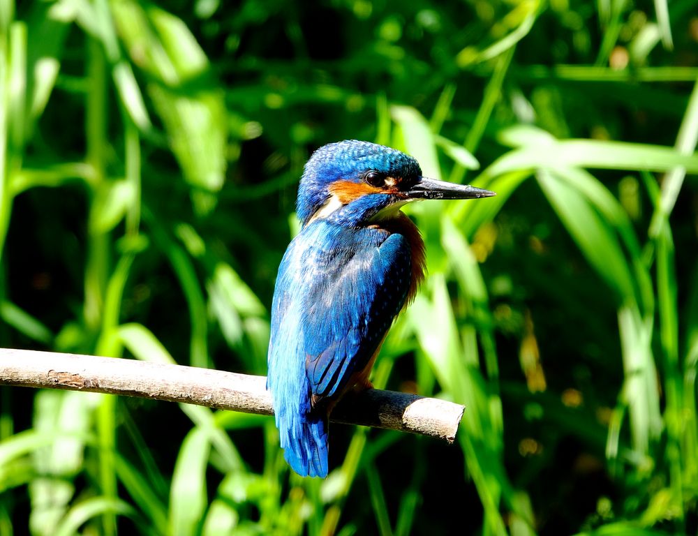 Kingfisher