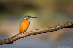 Kingfisher