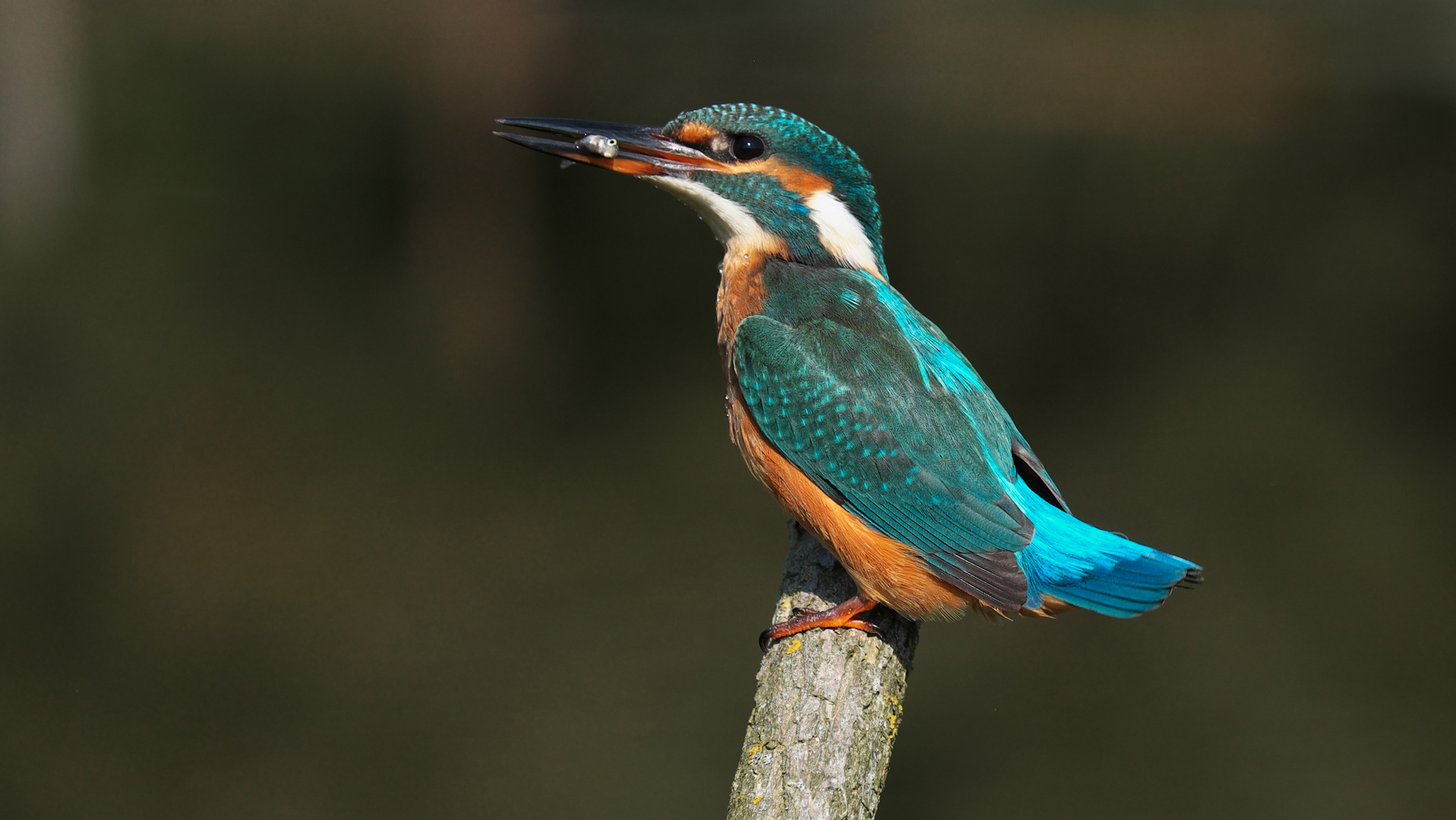 Kingfisher