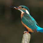 Kingfisher