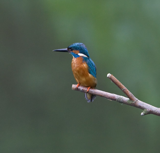 kingfisher