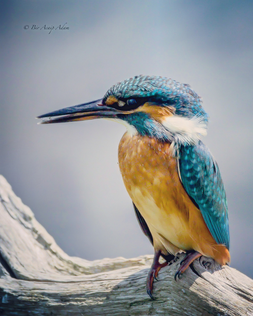 Kingfisher 