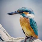 Kingfisher 