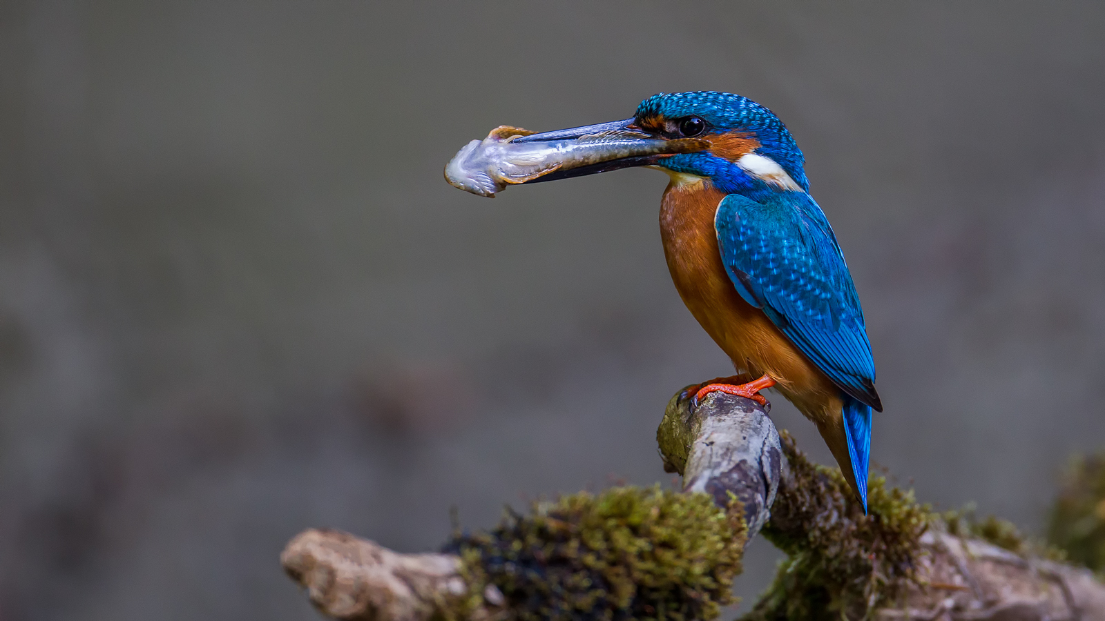 Kingfisher