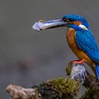 Kingfisher