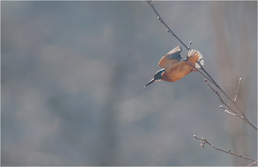 Kingfisher