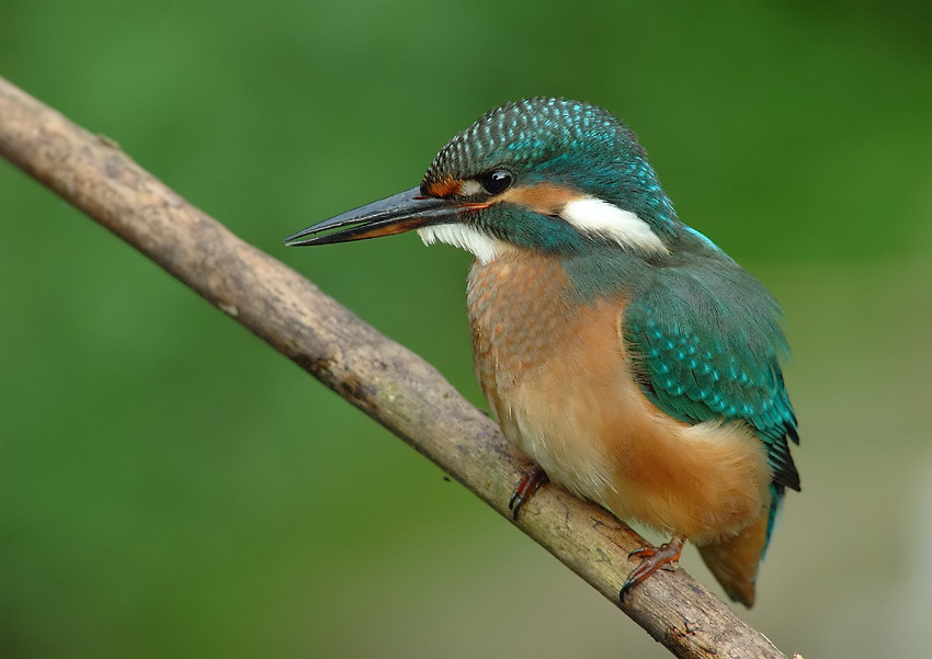 Kingfisher