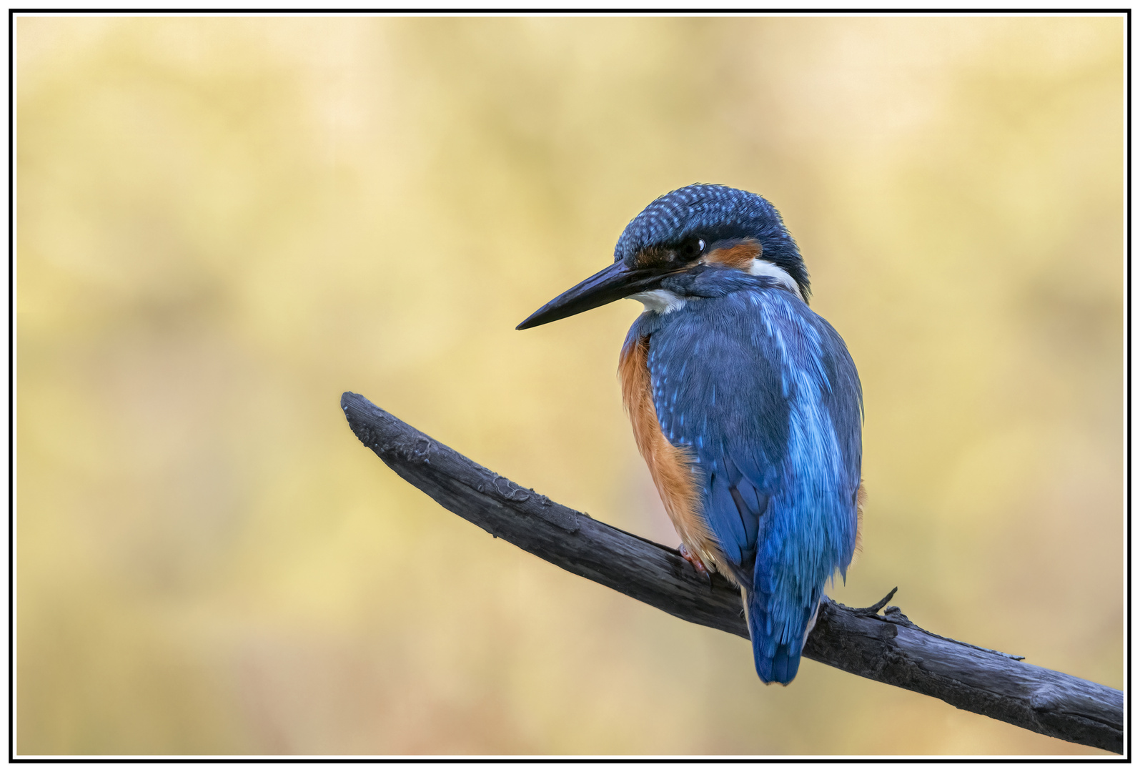 Kingfisher 