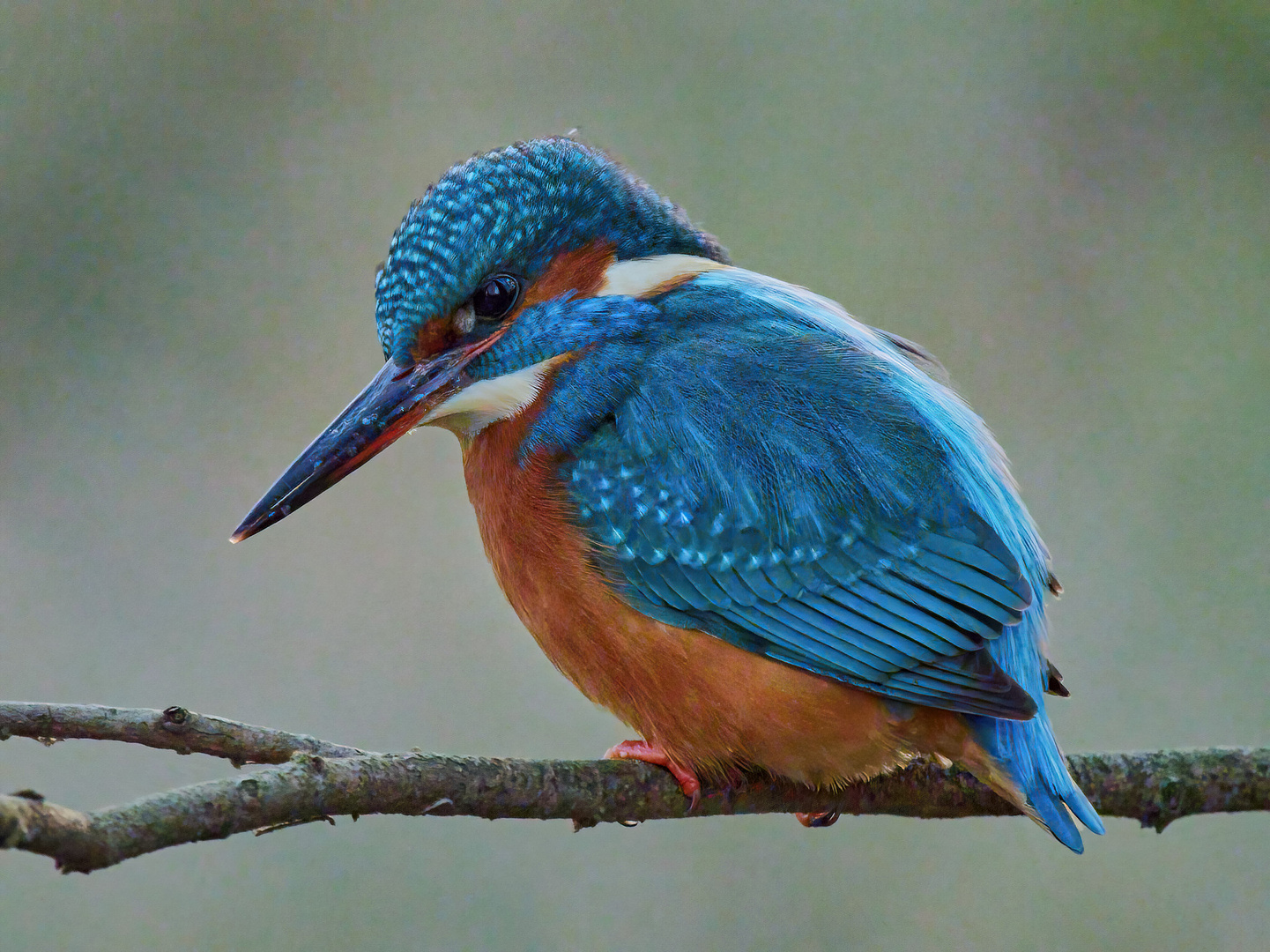 Kingfisher