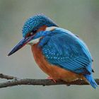 Kingfisher