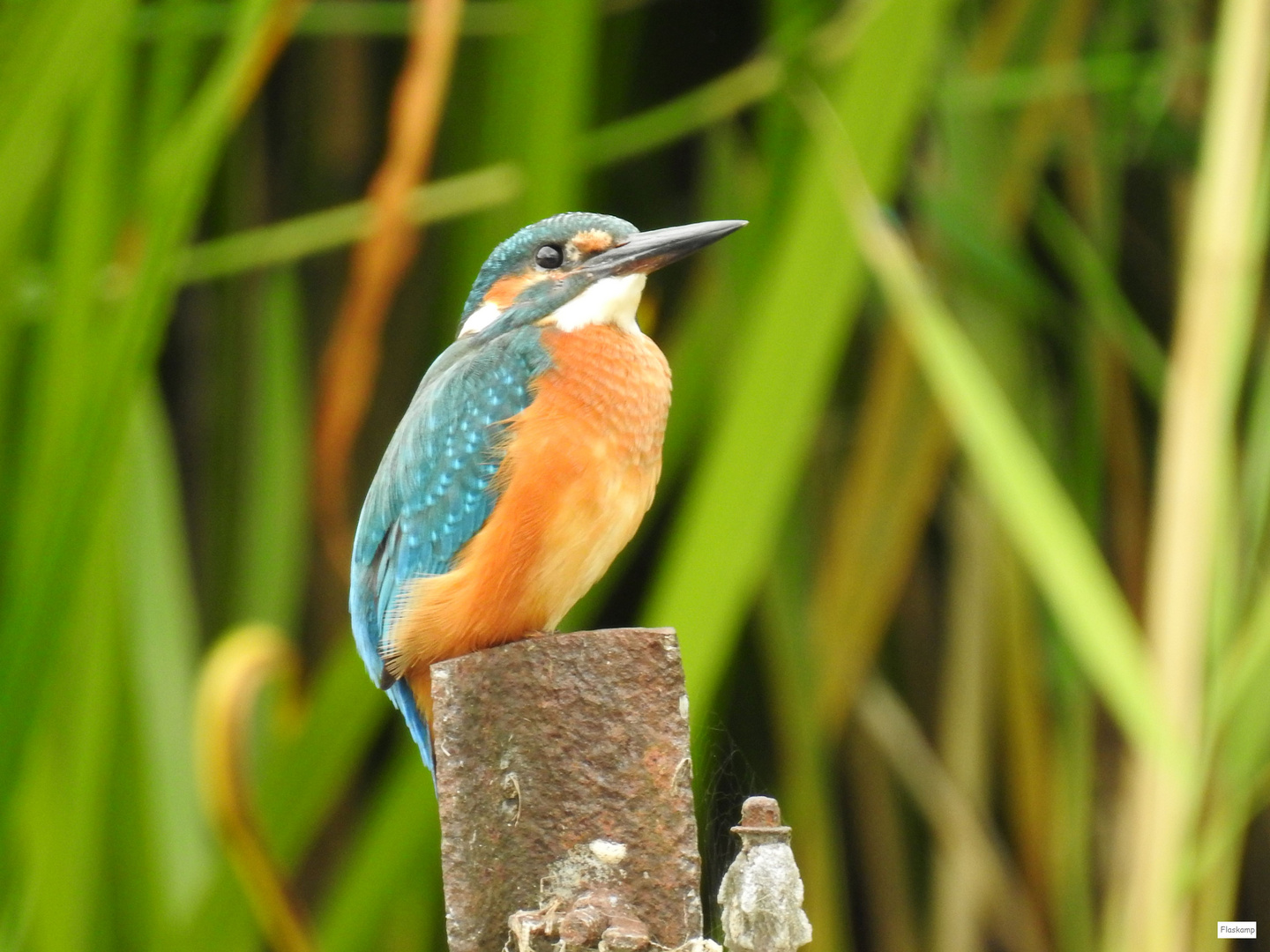 Kingfisher ......