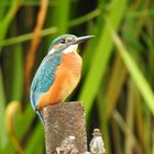 Kingfisher ......