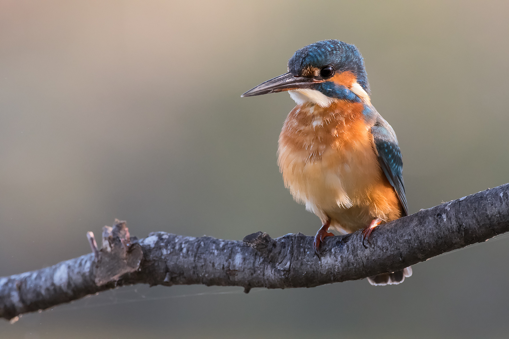 Kingfisher