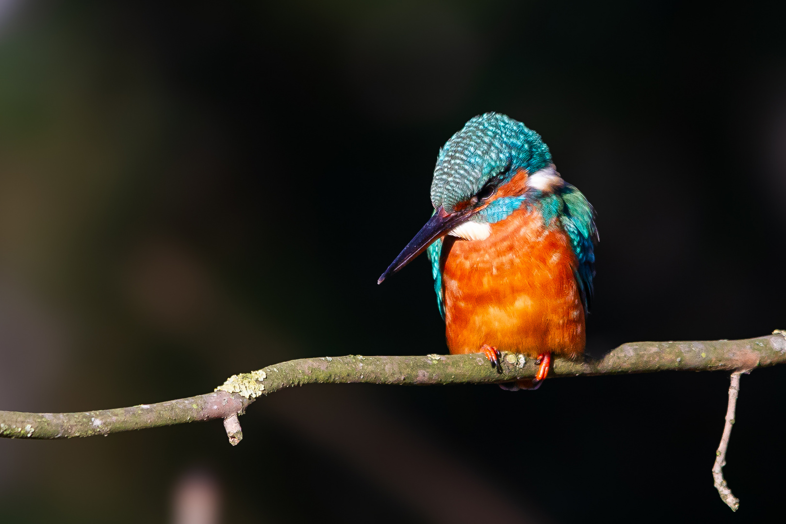 Kingfisher