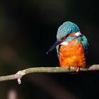 Kingfisher