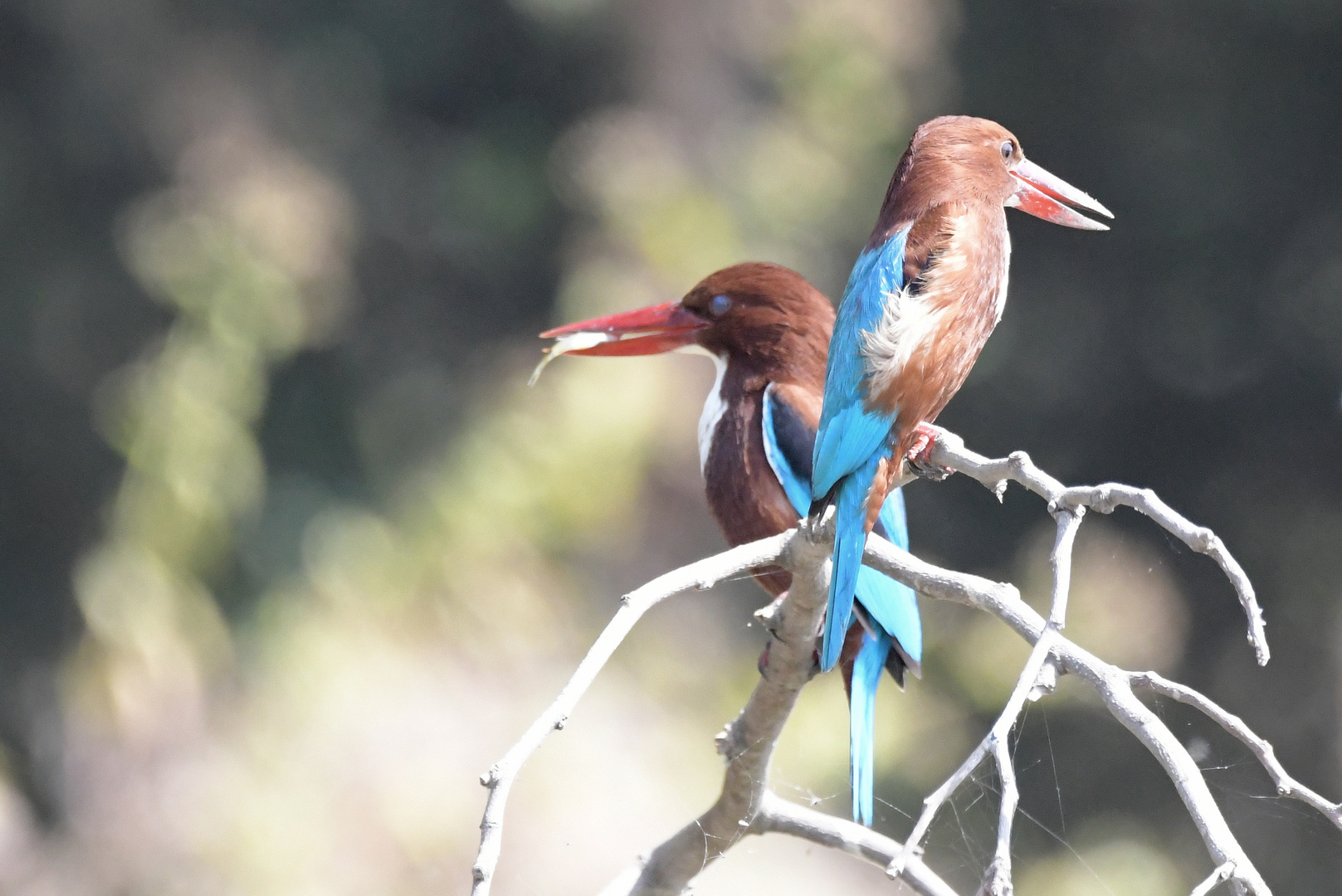 Kingfisher