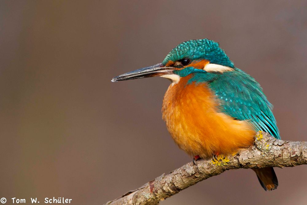 Kingfisher