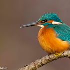 Kingfisher