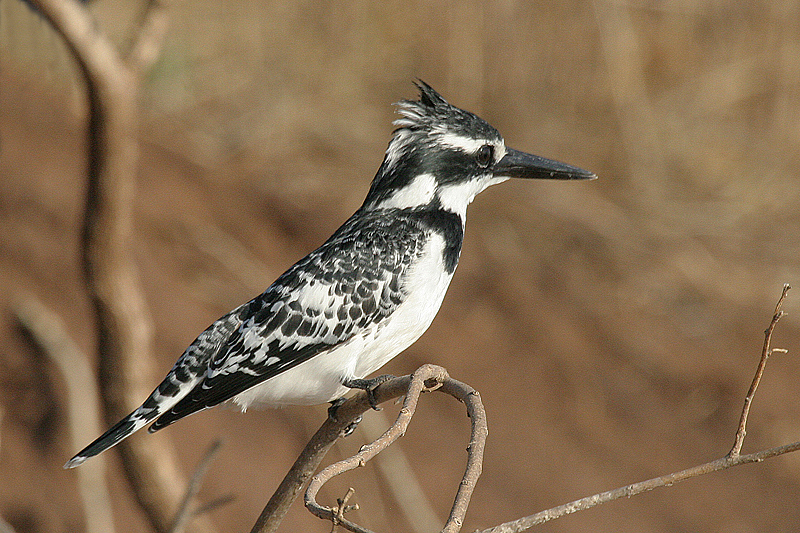 Kingfisher