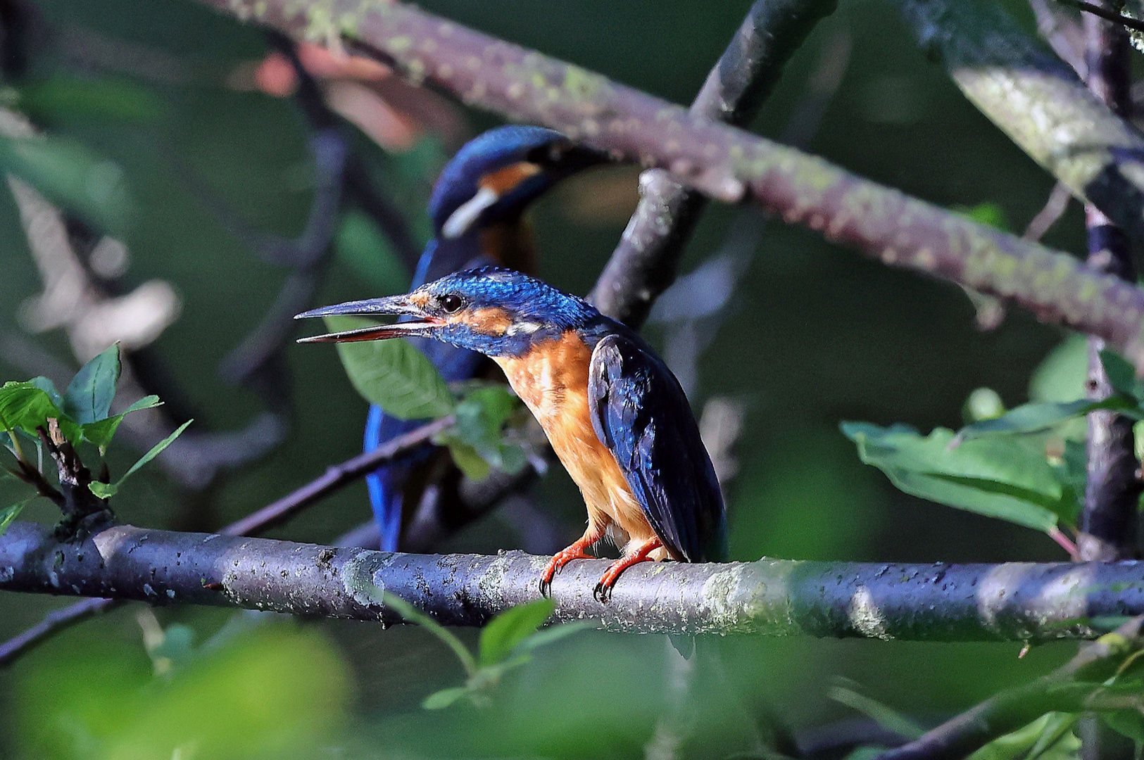 Kingfisher 