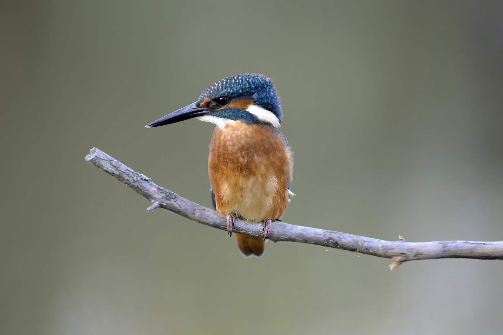 Kingfisher