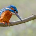 Kingfisher