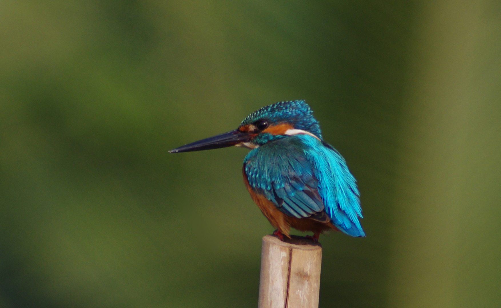 Kingfisher!