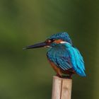 Kingfisher!