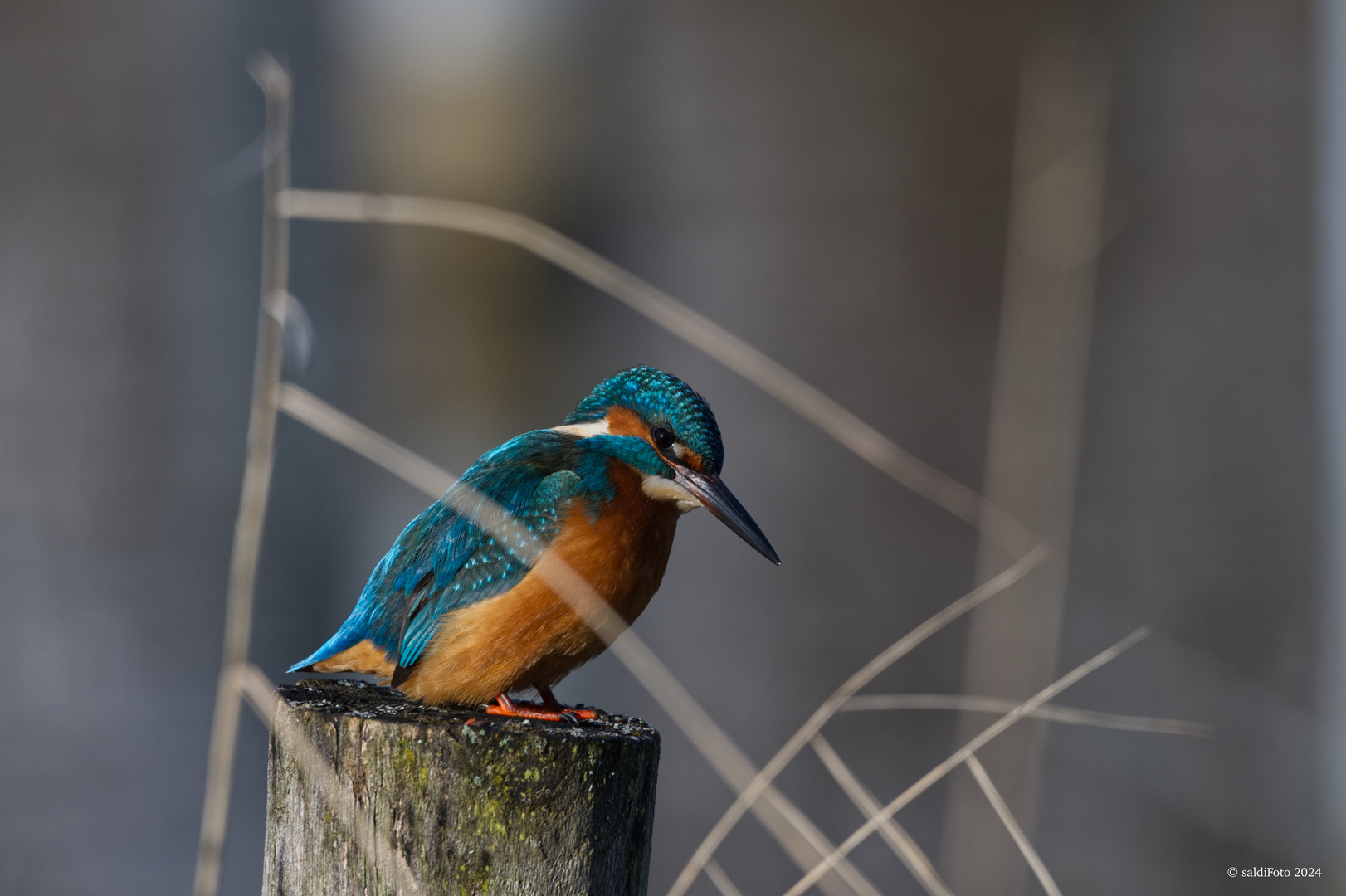 KINGFISHER