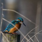 KINGFISHER