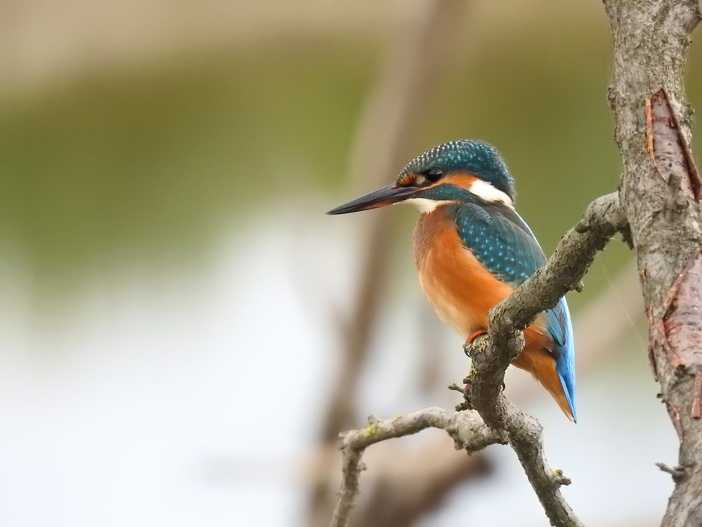 Kingfisher