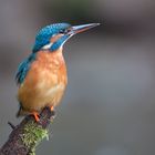 Kingfisher