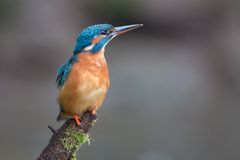 Kingfisher