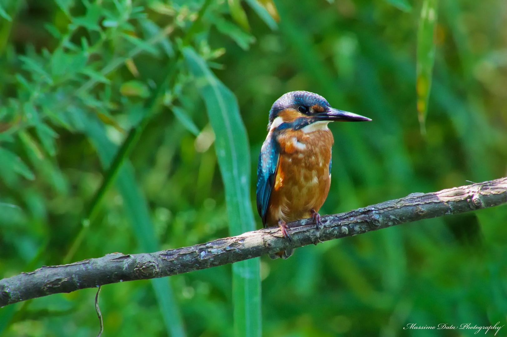 Kingfisher