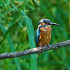 Kingfisher