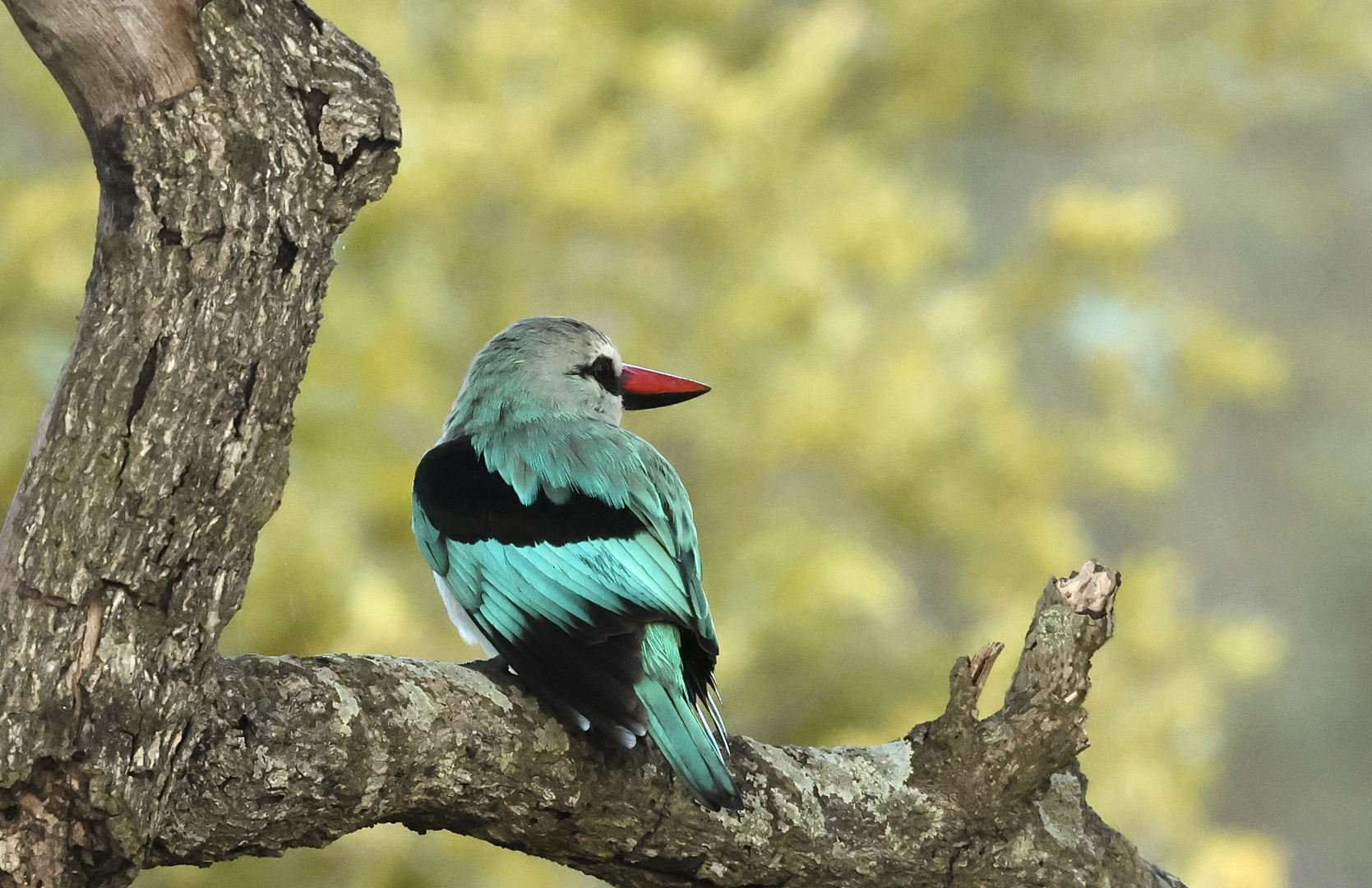 Kingfisher