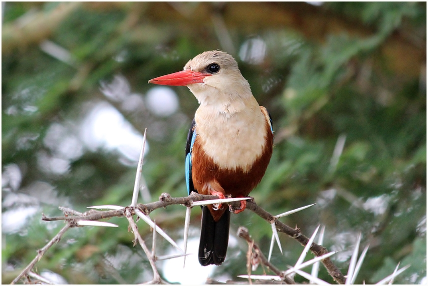 Kingfisher