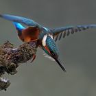 Kingfisher