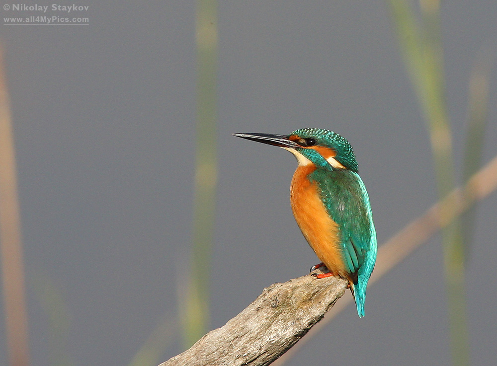 Kingfisher