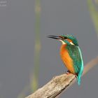 Kingfisher