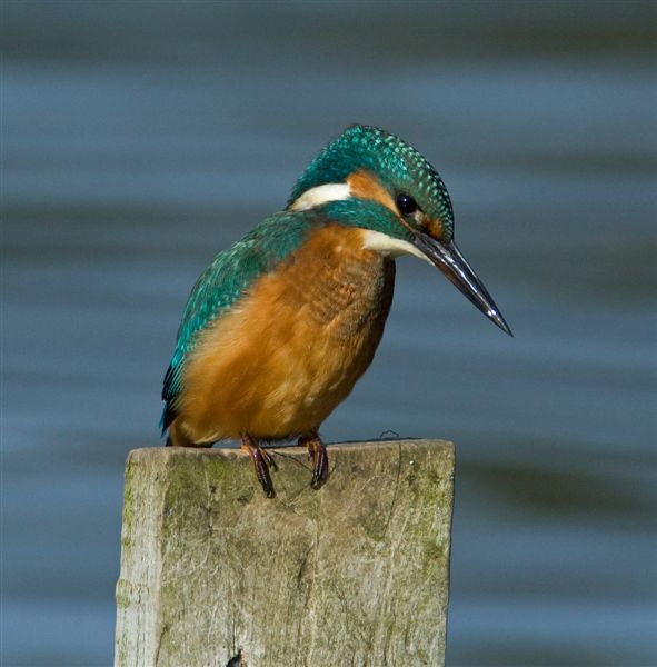 kingfisher