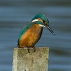 kingfisher