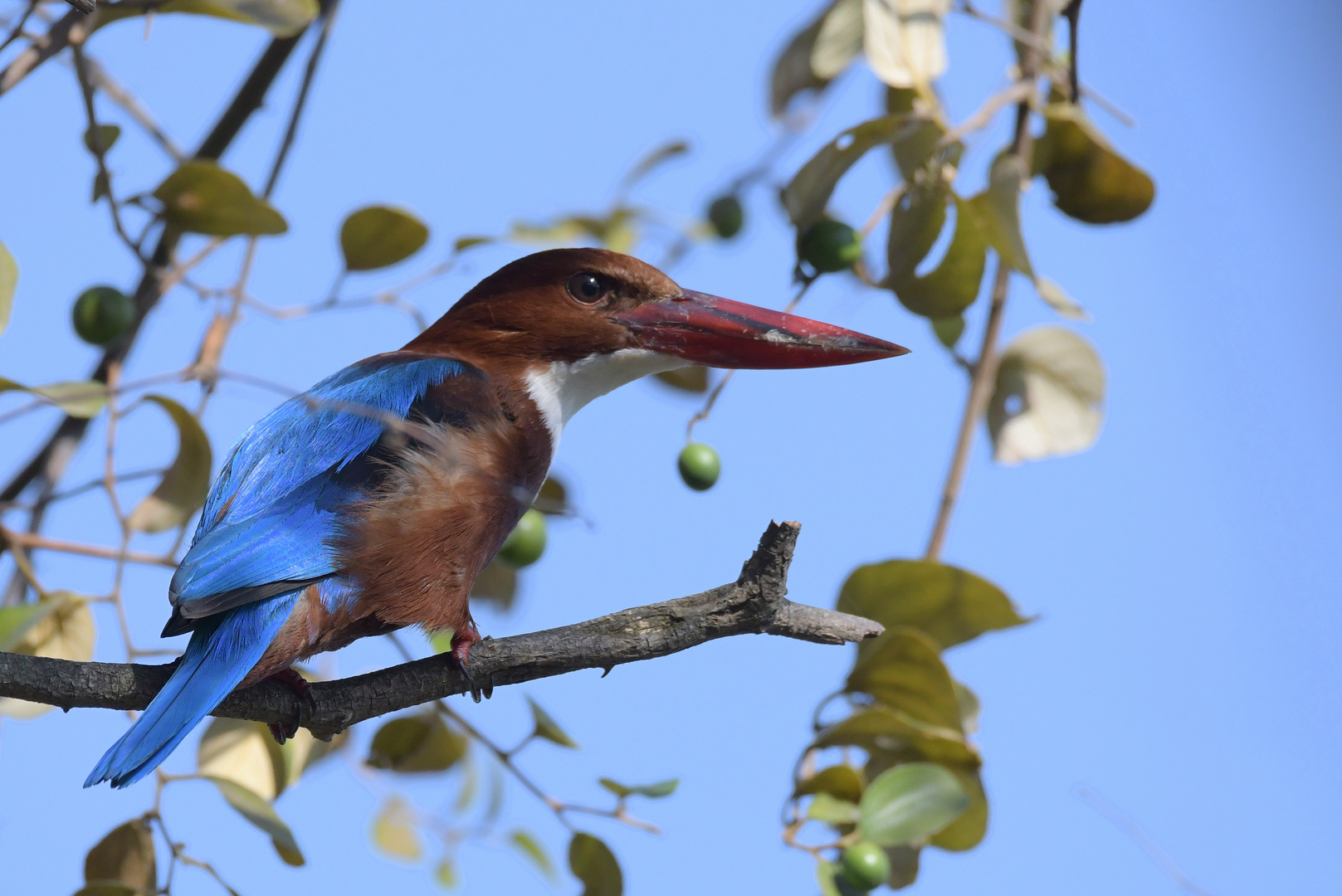 Kingfisher