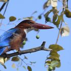 Kingfisher