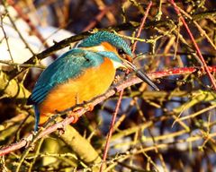 Kingfisher