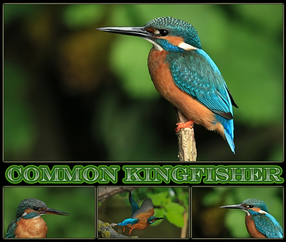 KINGFISHER