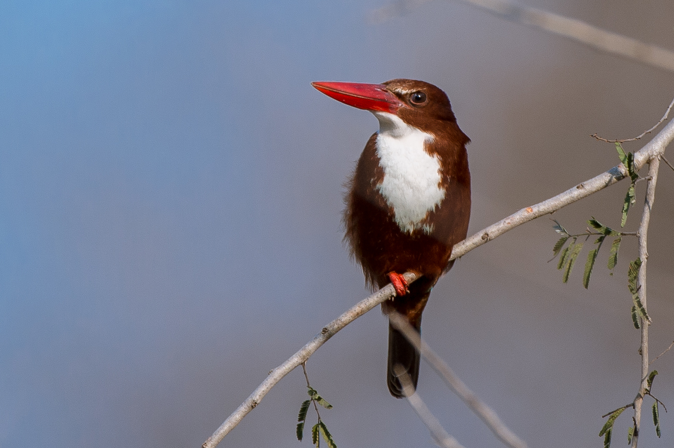 Kingfisher